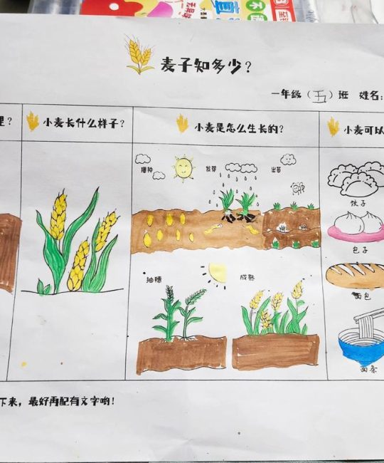 小麦的种子从哪里来？——从野生到餐桌的奇妙旅程