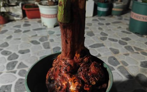 月季嫁接砧木有哪些？6种常见砧木的优缺点与选择指南