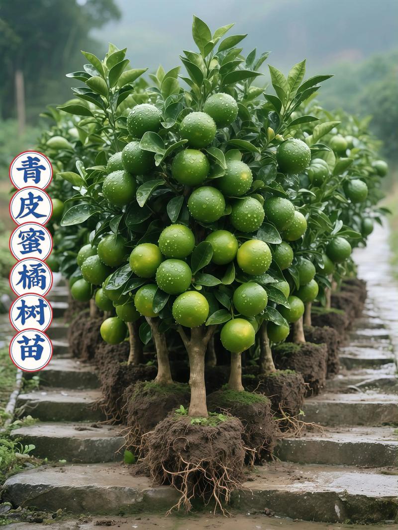获取优质柑橘苗的核心在于科学验证而非盲目寻找 第二步:品种真实性核查与规格匹配度分析