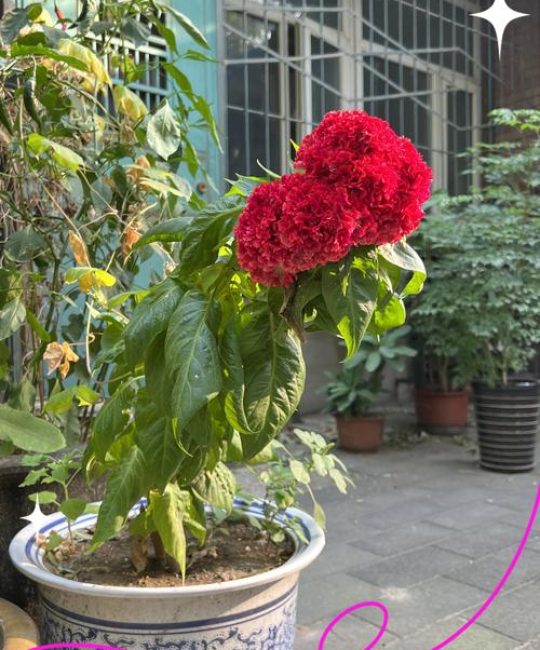 鸡舍花园指南：最适合与鸡共生的花卉推荐