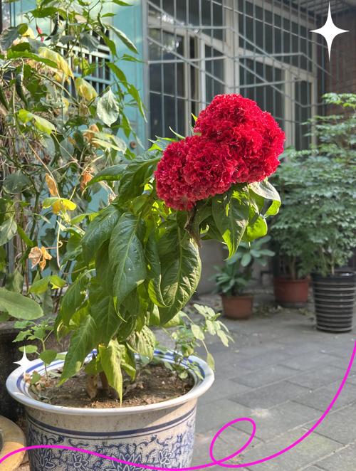鸡舍花园指南:最适合与鸡共生的花卉推荐 为什么鸡舍花卉要精心挑选?