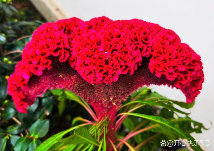 鸡舍花园指南:最适合与鸡共生的花卉推荐 十大鸡友好花卉推荐