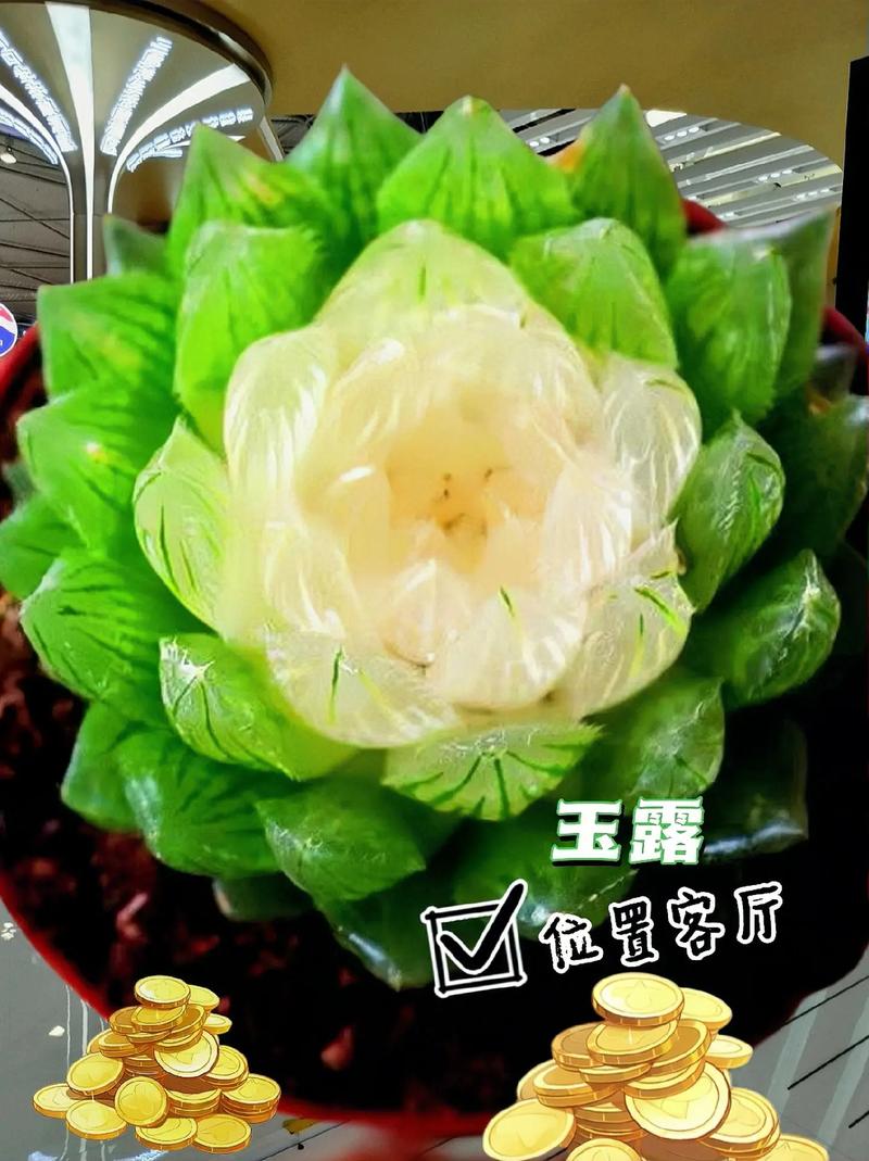 鸡舍花园指南:最适合与鸡共生的花卉推荐 结语