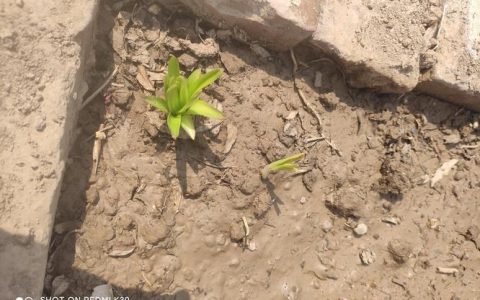 树苗没死不发芽怎么办？专家揭秘3大僵苗原因及唤醒方案