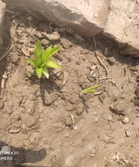 树苗没死不发芽怎么办？专家揭秘3大僵苗原因及唤醒方案