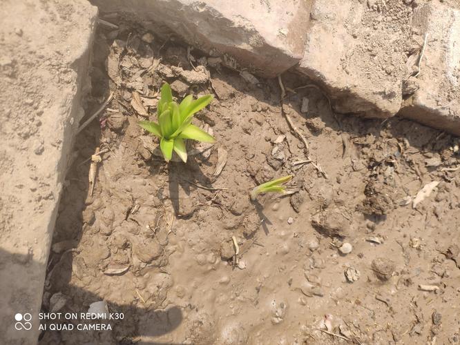 树苗没死不发芽怎么办?专家揭秘3大僵苗原因及唤醒方案 树苗没死不发芽怎么办?专家揭秘3大僵苗原因及唤醒方案