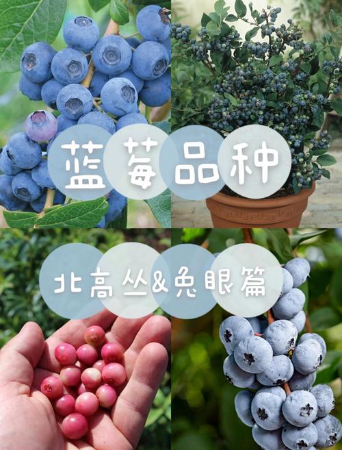 场景化选择建议