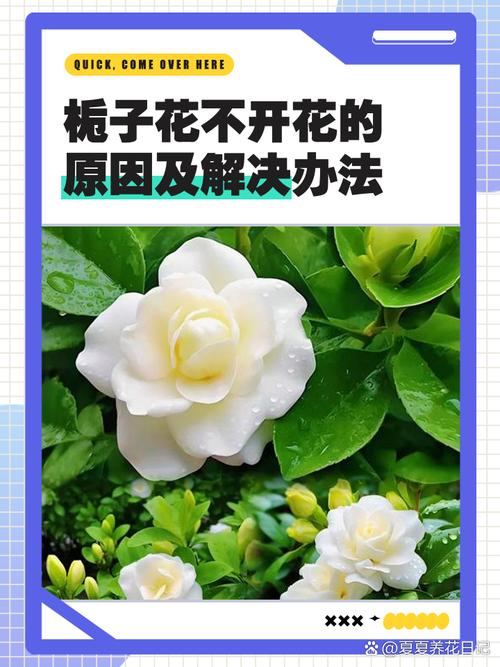 枝子花不开花怎么办?5大原因及解决方法 常见误区与判断标准