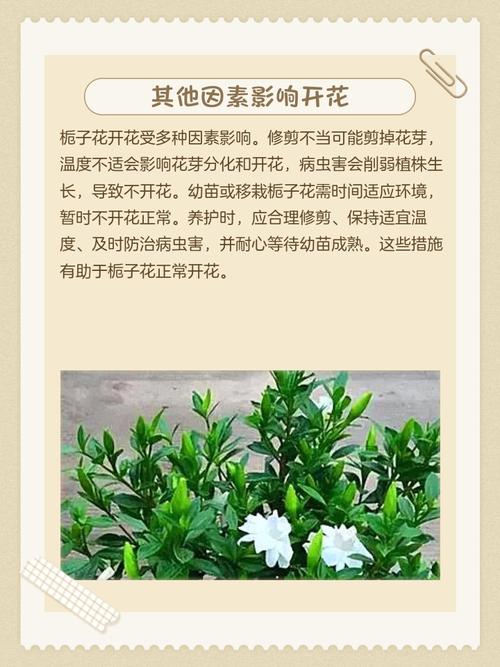 枝子花不开花怎么办?5大原因及解决方法 FAQ