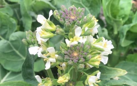 芥花是什么植物？一篇读懂芥花的科属、特征与用途