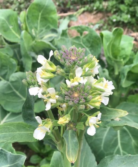 芥花是什么植物？一篇读懂芥花的科属、特征与用途
