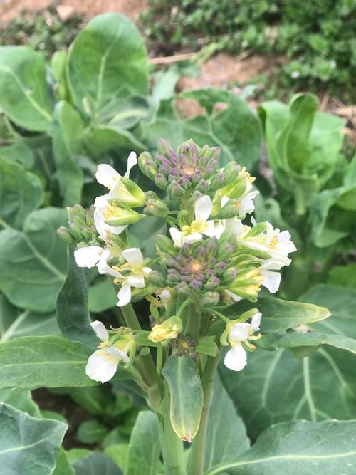 芥花是什么植物?一篇读懂芥花的科属、特征与用途 芥花是什么植物?一篇读懂芥花的科属、特征与用途