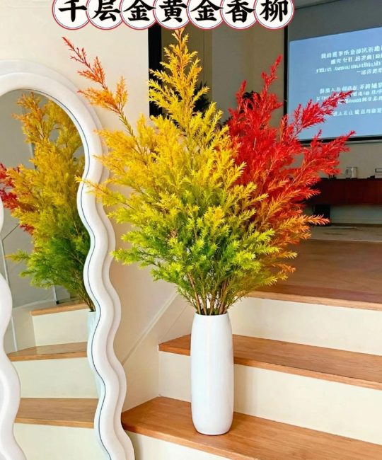 黄金香柳为什么不建议种？园艺专家告诉你这5个硬伤