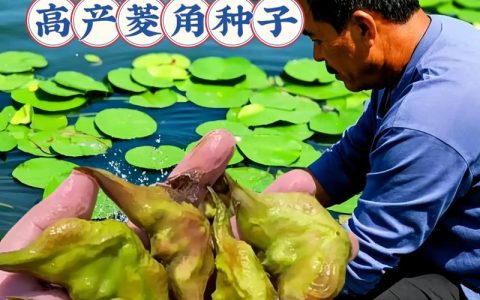 菱角苗采购渠道深度解析：如何科学挑选优质供应商，避开虚假渠道陷阱