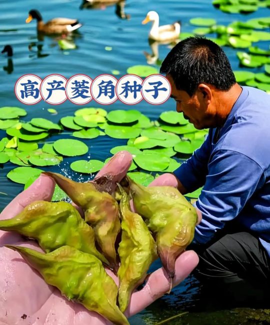 菱角苗采购渠道深度解析：如何科学挑选优质供应商，避开虚假渠道陷阱