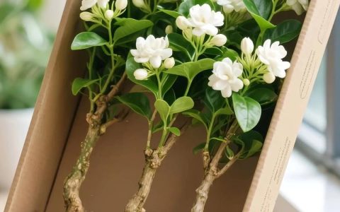 茉莉花与栀子花香气对比：哪种更迷人？