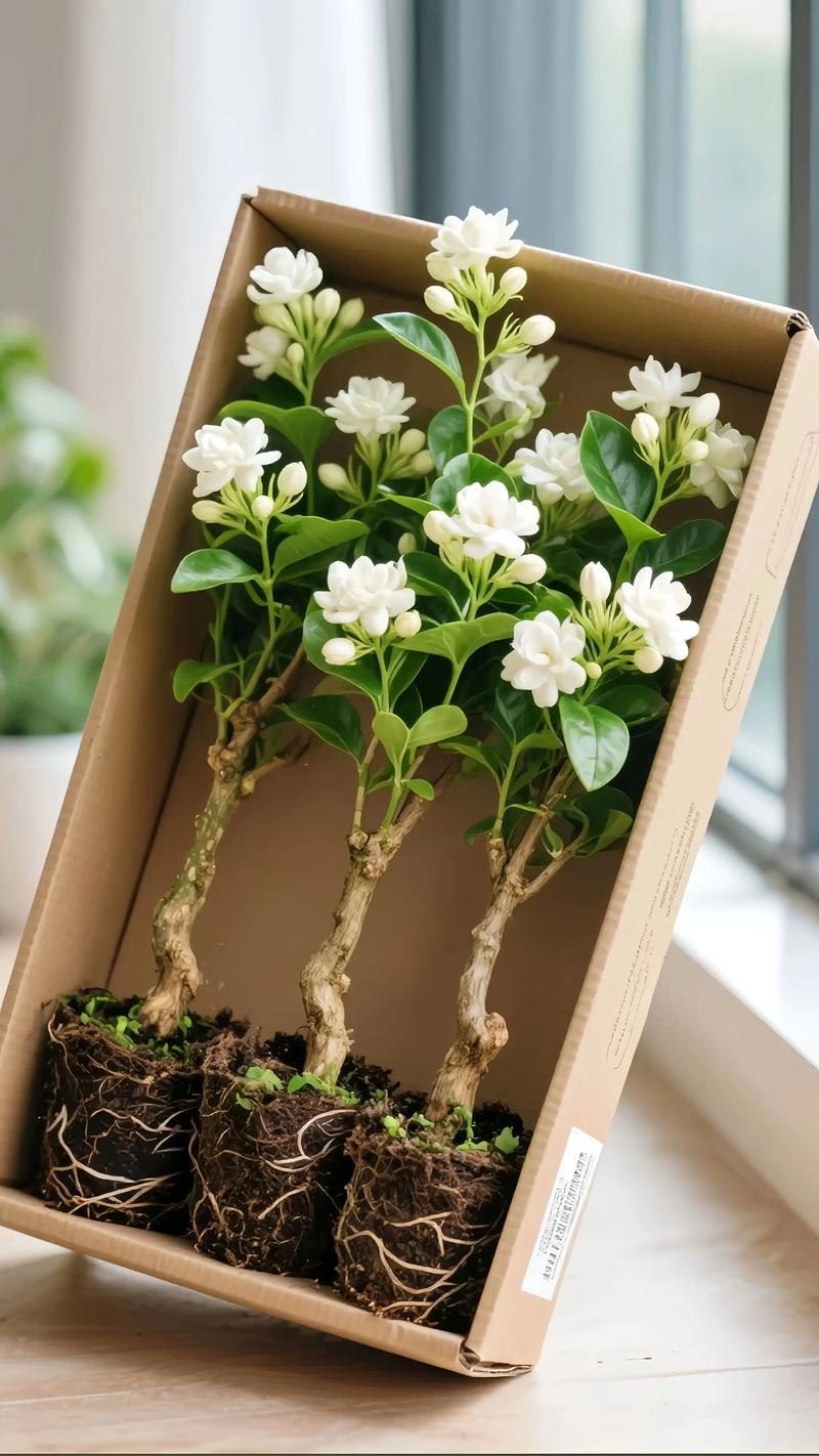 茉莉花与栀子花香气对比:哪种更迷人? 茉莉花与栀子花香气对比:哪种更迷人?