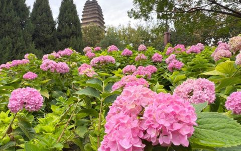 西安哪里有绣球花？本地采购渠道与供应商评估指南