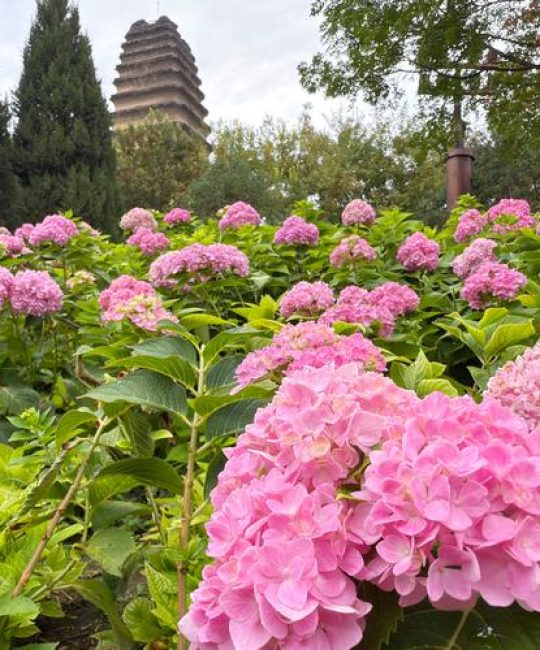西安哪里有绣球花？本地采购渠道与供应商评估指南