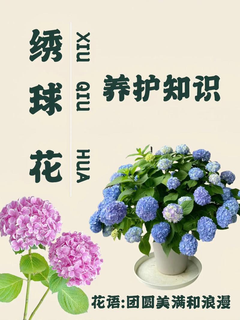西安哪里有绣球花?本地采购渠道与供应商评估指南 常见误区与纠正