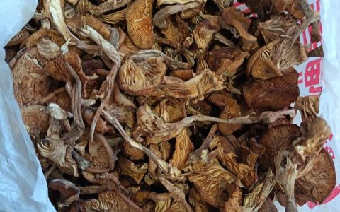 榛蘑多少钱一斤 干品价格及影响因素分析