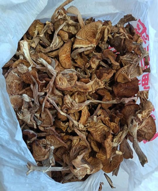 榛蘑多少钱一斤 干品价格及影响因素分析