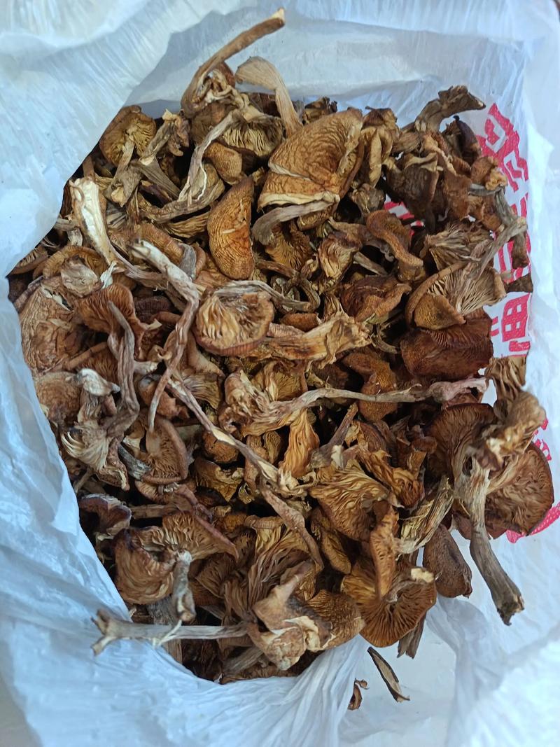 榛蘑多少钱一斤 干品价格及影响因素分析 榛蘑多少钱一斤 干品价格及影响因素分析