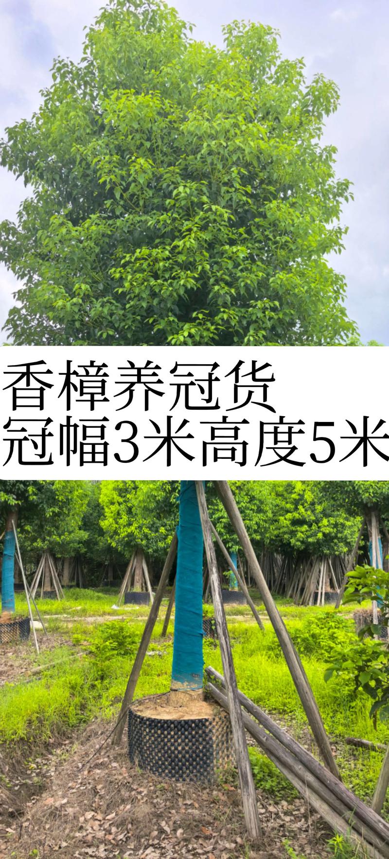 常见问题解答 (FAQ)