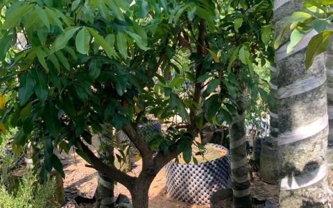 黄皮木那怎么样？庭院种植与养护全攻略