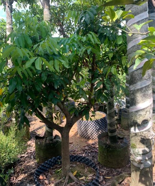 黄皮木那怎么样？庭院种植与养护全攻略