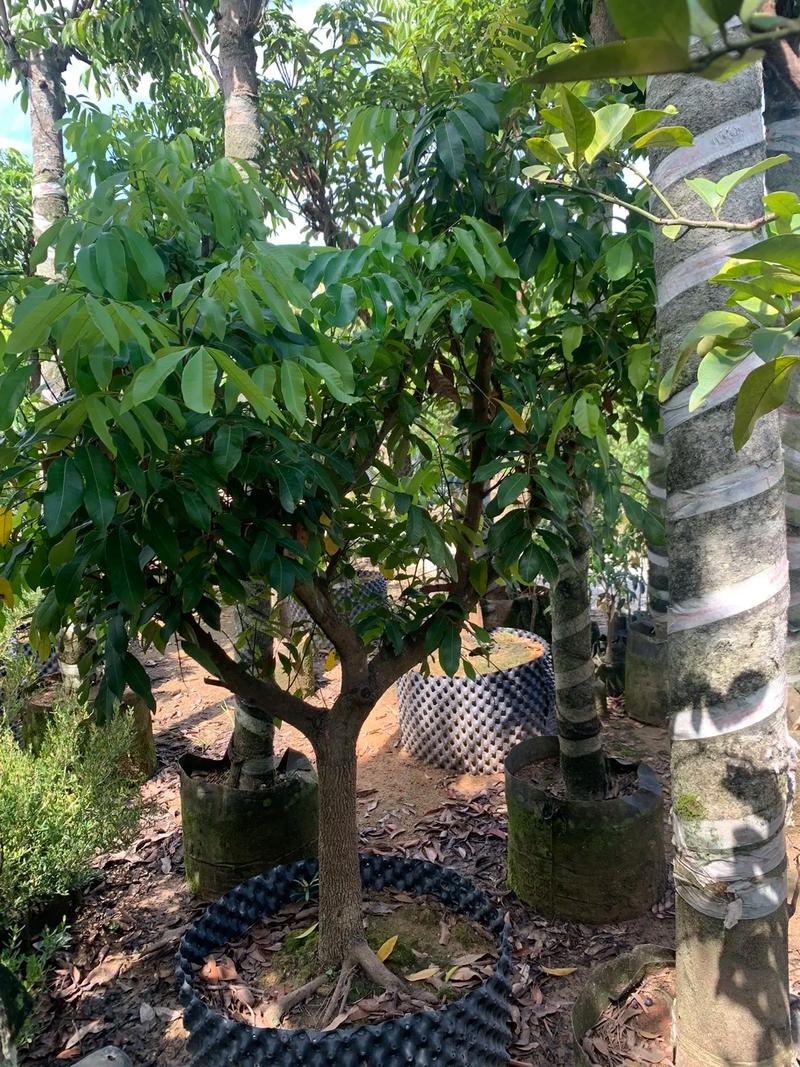 黄皮木那怎么样?庭院种植与养护全攻略 一、品种特点:好看、好闻、好养