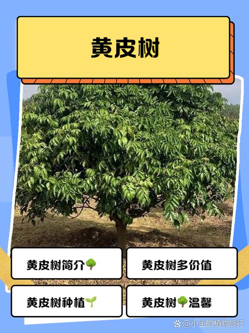 黄皮木那怎么样?庭院种植与养护全攻略 结语:值得一尝的南方之味