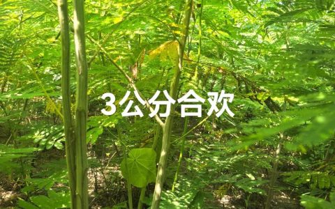合欢树苗价格是多少？规格、产地、采购量影响报价