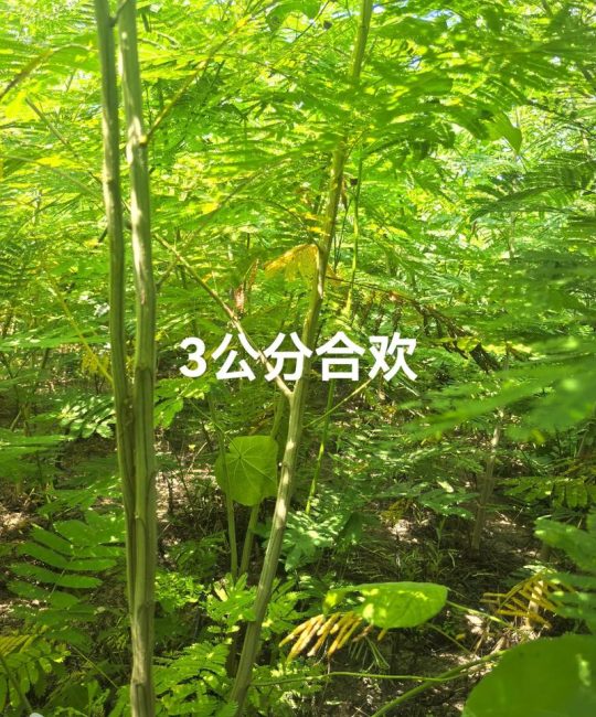 合欢树苗价格是多少？规格、产地、采购量影响报价