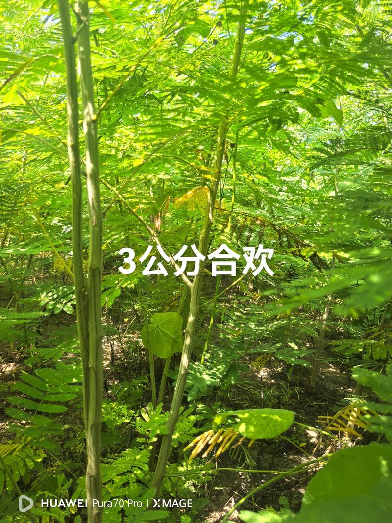 合欢树苗价格是多少?规格、产地、采购量影响报价 合欢树苗价格是多少?规格、产地、采购量影响报价