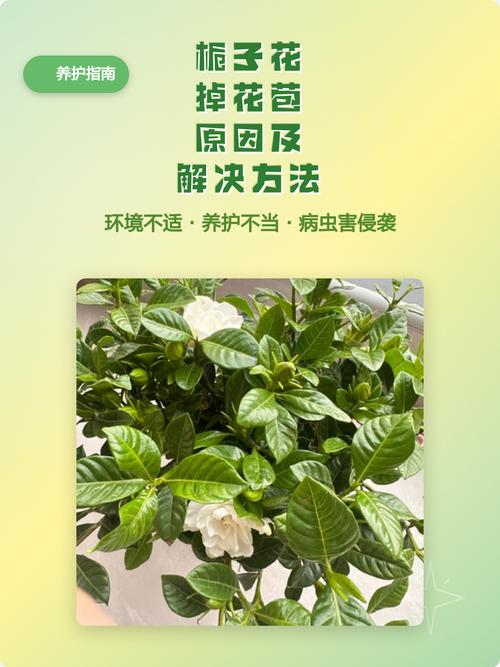 栀子花有花苞却不开花怎么办?原因排查与促花养护指南 总结
