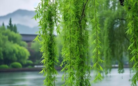 什么柳树垂着什么柳枝？——走进垂柳的柔美世界