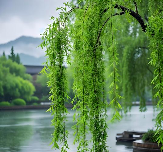 什么柳树垂着什么柳枝?——走进垂柳的柔美世界 一、垂柳的形态特征
