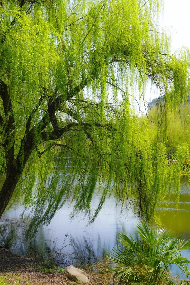 什么柳树垂着什么柳枝?——走进垂柳的柔美世界 三、垂柳的文化寓意