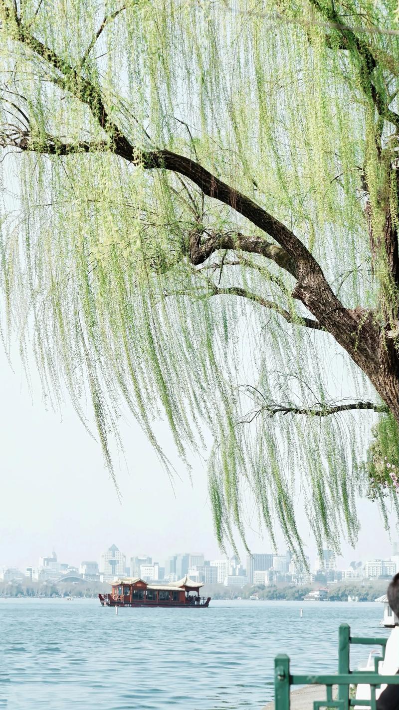 什么柳树垂着什么柳枝?——走进垂柳的柔美世界 四、垂柳的养护要点