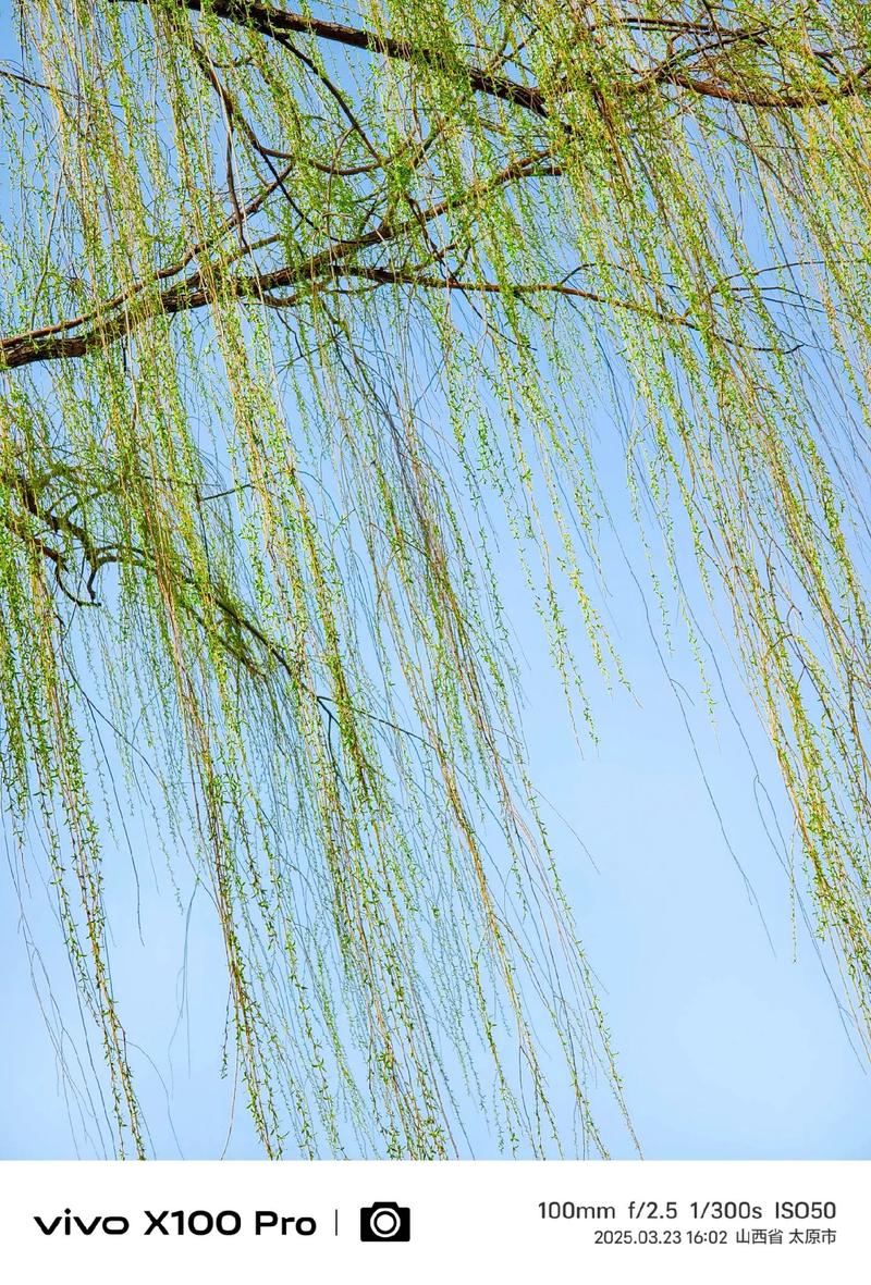 什么柳树垂着什么柳枝?——走进垂柳的柔美世界 结语