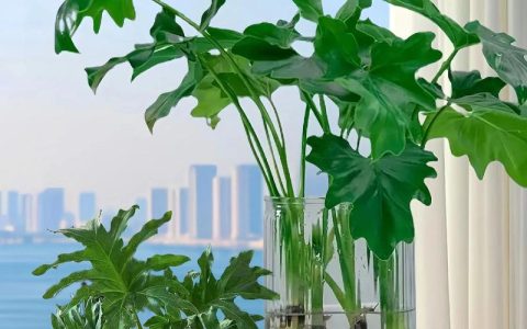 小天使绿植水培怎么养？先掌握这六项日常管理细节