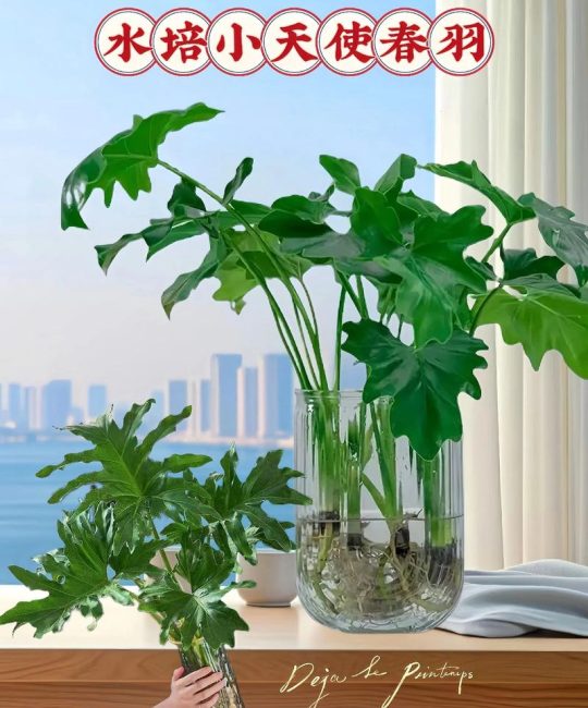 小天使绿植水培怎么养？先掌握这六项日常管理细节