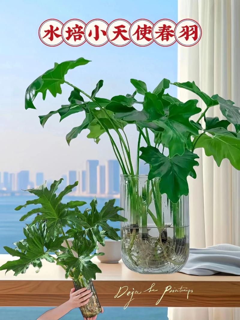 小天使绿植水培怎么养?先掌握这六项日常管理细节 小天使绿植水培怎么养?先掌握这六项日常管理细节