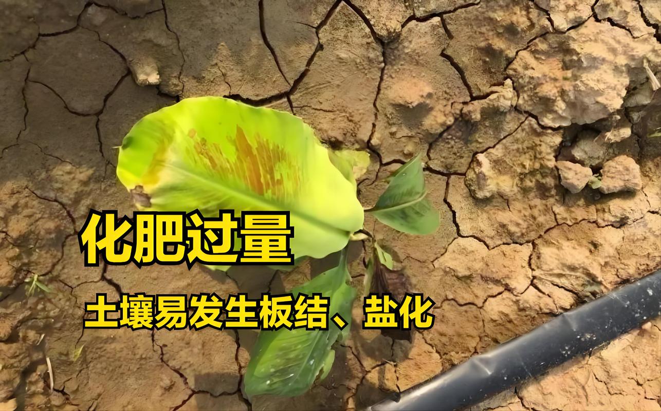 为什么长期施用化肥会导致土壤板结?园艺专家详解原因与对策 二、有机质“断粮”,微生物活性下降