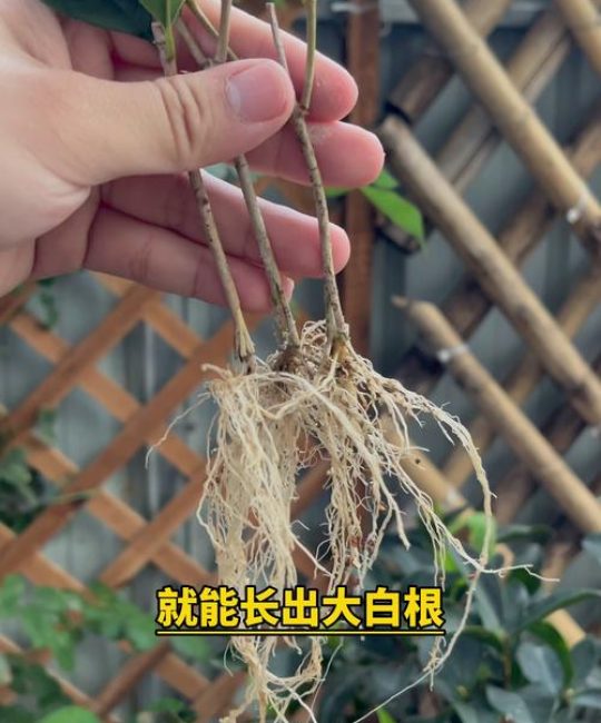 桂花树苗培育全攻略：扦插与嫁接技术详解（附基质配比与温控参数）