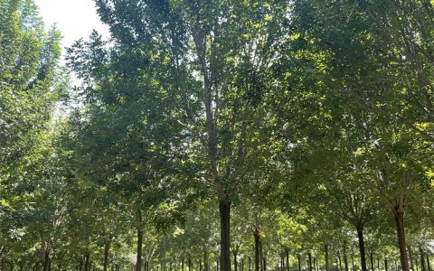 诚品苗圃丛生白蜡观赏树 4米高 9公分地径 庭荫行道首选