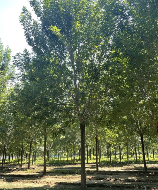 诚品苗圃丛生白蜡观赏树 4米高 9公分地径 庭荫行道首选