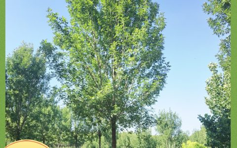 18cm胸径丛生金叶白蜡：校园与道路景观的黄金选择