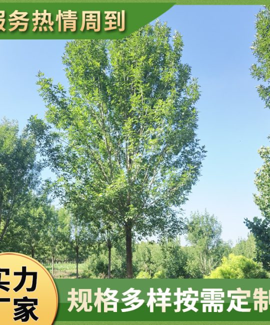 18cm胸径丛生金叶白蜡：校园与道路景观的黄金选择